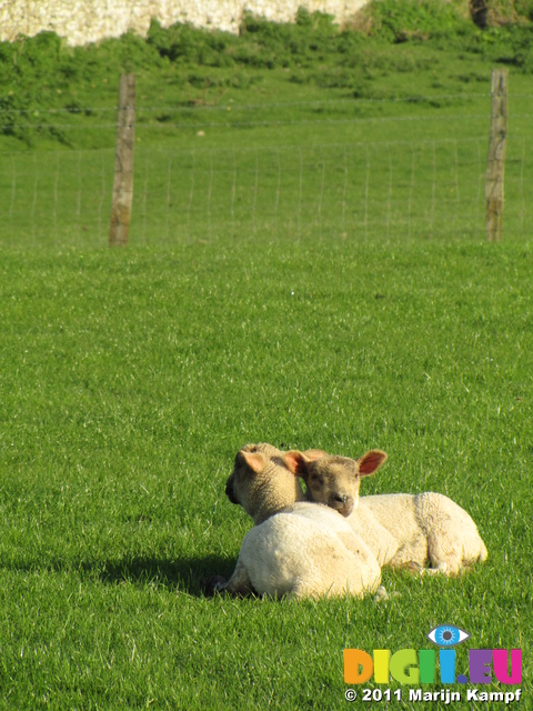 SX18043 Two lambs cuddled up